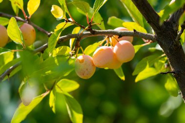 Sıcak güneş ışığı altında yeşil yapraklarla çevrili bir ağaç dalında büyüyen olgun sarı erikler kümesi..