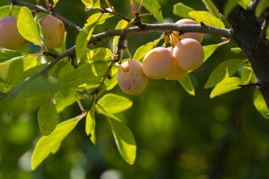Sıcak güneş ışığı altında yeşil yapraklarla çevrili bir ağaç dalında büyüyen olgun sarı erikler kümesi..