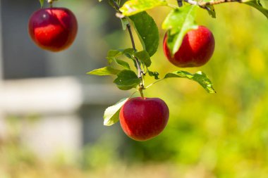 Bir ağaç dalında büyüyen olgun kırmızı elma kümesi yeşil yaprakların arasında parlak güneş ışığı altında..