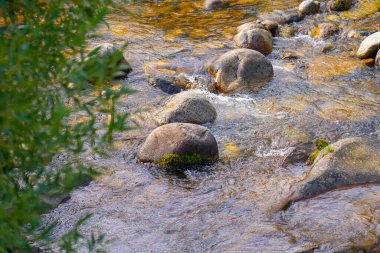 Doğal bir ormanda kayaların ve kayaların üzerinden akan temiz ve sığ bir dere..