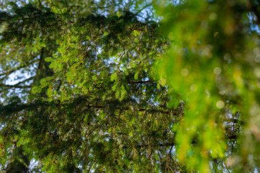 Yoğun yeşil iğneli günışığı çam ağacı dalları yumuşak bokeh ile doğal bir orman arka planı oluşturuyor..