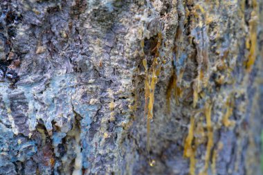 Yapışkan ağaç reçinesinin kozalaklı ağaç kabuğundan akan makro yakın plan görüntüsü doğal bitki özü dokusunu ve orman detaylarını gösteriyor..