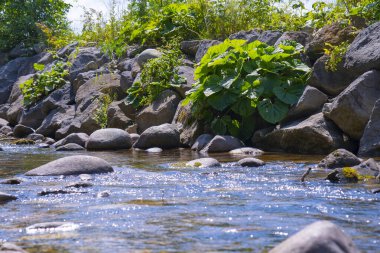 Net ve sığ nehir suyu, doğal bir kayalık nehir yatağında, pürüzsüz taşlar ve çakıl taşları üzerinden akar. Huzurlu ve dokulu bir doğa sahnesi yaratır..