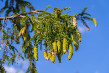 Parlak yaz güneşinde açık mavi gökyüzüne yeşil koniler asılmış ladin ağacının dalına yakın çekim..