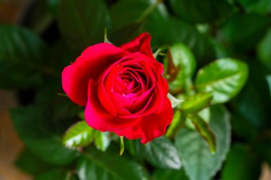 Parlak yeşil yapraklarla çevrili canlı kırmızı bir gülün yakın çekim makrosu doğal bir bahçe ortamındaki zarif taç yapraklarının sarmalını aydınlatıyor..