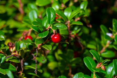 Olgun kırmızı yaban mersinli Makro yakın plan. Parlak yeşil yapraklı bir dala asılmış. Orman ortamında doğal ışıkta yakalanmış..