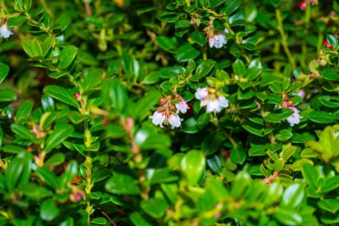 Çiçek açan yaban mersini bitkisi (Aşı vitis-idaea) küçük beyaz çan şeklindeki çiçekler ve doğal orman ortamında büyüyen parlak yeşil yapraklarla.