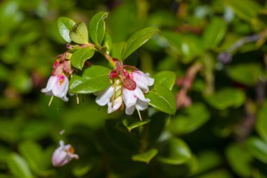 Çan şeklinde narin çiçekler ve doğal bir orman ortamında yetişen parlak yapraklarla çiçek açan yaban mersininin (Vaccinium vitis-idaea) yakın çekimi.