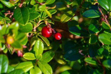 Olgun kırmızı yaban mersinli Makro yakın plan. Parlak yeşil yapraklı bir dala asılmış. Orman ortamında doğal ışıkta yakalanmış..