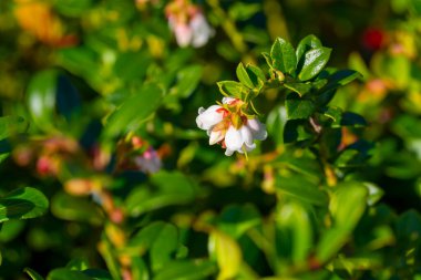 Çiçek açan yaban mersini bitkisi (Aşı vitis-idaea) küçük beyaz çan biçimli çiçekler ve ılık güneş ışığında doğal bir orman ortamında büyüyen parlak yeşil yapraklar..