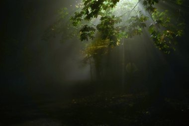 Gece sisli bir ormanda ağaçların dallarında ve yaprakların arasında parlayan dramatik ışık huzmeleri parlayan ışınlar ve derin gölgelerle gizemli bir atmosfer yaratıyor..