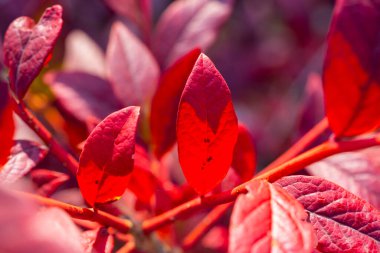 Güneş ışığıyla aydınlatılan parlak kırmızı sonbahar yaprakları, zengin mevsimsel renkleri ve yumuşak bulanık arka plan yapraklarıyla narin yaprak dokularını gösterir..