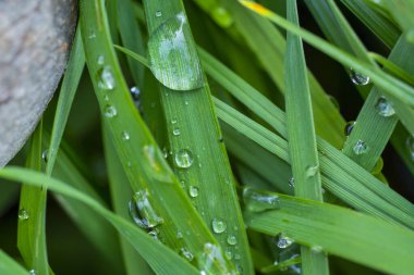Yeşil çimen yapraklarına yapışmış taze yağmur damlacıklarının makro görüntüsü, yaprakların doğal dokusunu vurguluyor ve yağmurdan sonra suyun berraklığını yansıtıyor..
