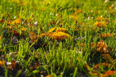 Sonbahar yaprakları taze yeşil çimenlere saçılmış, sıcak güneş ışığıyla aydınlatılmış, canlı yeşil bıçaklar ve altın yapraklar arasında renkli bir kontrastlık yaratıyor..