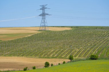 Ön planda sarı kolza tohumu (kanola) tarlası ve yüksek voltajlı elektrik hatları ve açık mavi gökyüzü altında sütunlarla çevrili sarmaşık sıraları ile bir tepe üzüm bağı bulunan tarım arazisi..