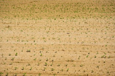 Genç ekinler ekili bir tarlada kuru tarım toprağından çıkıyor. Yetiştirme mevsiminin başında tarım arazilerinde erken dönem bitki büyümesi.