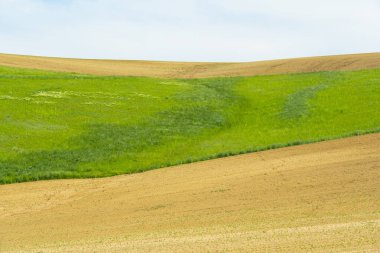 Yeşil çayır ve temiz bir gökyüzünün altında ekilmiş tarım arazisi olan yuvarlanan kırsal alan. Nazik tepeleri ve tarım arazileri olan doğal kırsal manzara..