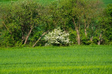Ağaçlarla çevrili yeşil tarım arazisi ve kırsal alanda çiçek açan beyaz bir çalılık. Taze bahar bitkileri ve çiçek açan çalılar tarım arazisinin kenarında huzurlu bir doğal manzara yaratır..