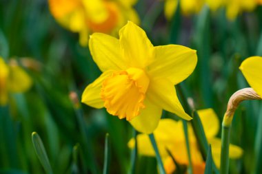 Bahar bahçesinde açan parlak sarı nergis çiçeği. Yeşil yapraklı ve yumuşak bulanık arkaplanlı Narcissus çiçeğinin yakın çekimi.
