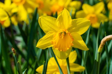 Bahar bahçesinde açan parlak sarı nergis çiçeği. Yeşil yapraklı ve yumuşak bulanık arkaplanlı Narcissus çiçeğinin yakın çekimi.