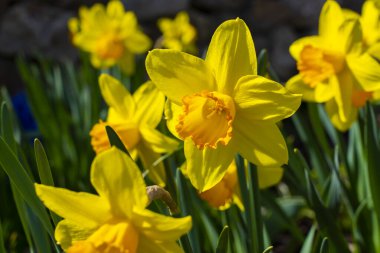 Bahar bahçesinde açan parlak sarı nergis çiçeği. Yeşil yapraklı ve yumuşak bulanık arkaplanlı Narcissus çiçeğinin yakın çekimi.