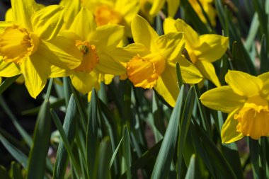 Bahar bahçesinde açan parlak sarı nergis çiçeği. Yeşil yapraklı ve yumuşak bulanık arkaplanlı Narcissus çiçeğinin yakın çekimi.
