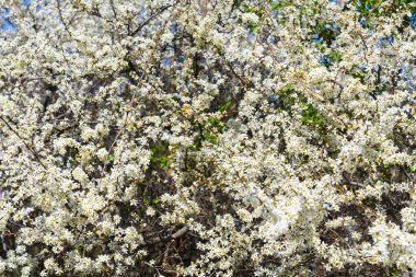 Baharda beyaz çiçeklerle kaplı çiçek açan siyah dikenli çalılar. Vahşi çalılar çiçeklerle dolu. Kırsal kesimde sık doğal çiçekleri oluşturuyorlar..