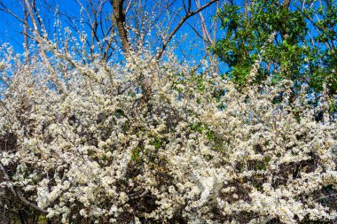 Baharda beyaz çiçeklerle kaplı çiçek açan siyah dikenli çalılar. Vahşi çalılar çiçeklerle dolu. Kırsal kesimde sık doğal çiçekleri oluşturuyorlar..