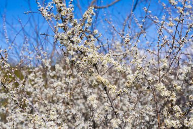 Baharda beyaz çiçeklerle kaplı çiçek açan siyah dikenli çalılar. Vahşi çalılar çiçeklerle dolu. Kırsal kesimde sık doğal çiçekleri oluşturuyorlar..