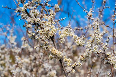 Baharda beyaz çiçeklerle kaplı çiçek açan siyah dikenli çalılar. Vahşi çalılar çiçeklerle dolu. Kırsal kesimde sık doğal çiçekleri oluşturuyorlar..