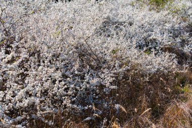 Baharda beyaz çiçeklerle kaplı çiçek açan siyah dikenli çalılar. Vahşi çalılar çiçeklerle dolu. Kırsal kesimde sık doğal çiçekleri oluşturuyorlar..