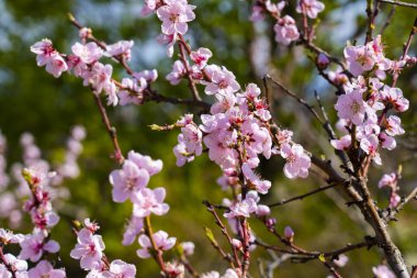 Baharda yumuşak pembe çiçeklerle kaplı vahşi şeftali ağacı dalları. Güneşli kırsalda çiçek açan Prunus Persica çiçeklerinin yakın plan fotoğrafı..