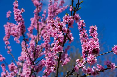 Açık mavi gökyüzüne karşı canlı pembe çiçeklerle kaplı vahşi şeftali ağacı dalları. Prunus persica çiçeklerinin baharda açtığı yakın plan parlak mevsimlik çiçek arkaplanı oluşturur..