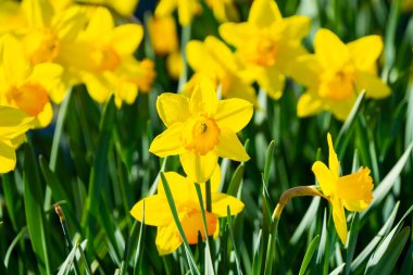 Bahar bahçesinde açan parlak sarı nergisler. Güneş ışığında yeşil yaprakları olan bir grup Narcissus çiçeği neşeli bir mevsimlik çiçek arkaplanı oluşturuyor..