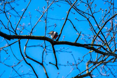 Büyük benekli ağaçkakan, açık mavi gökyüzüne karşı bahar tomurcukları arasında bir ağaç dalına tünemiş. Doğal ortamdaki vahşi kuş ilkbahar ormanlarının ilk zamanlarında yakalanmış, dalları doğal bir model oluşturan vahşi yaşam fotoğrafçılığı..