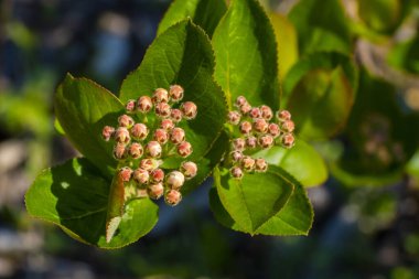 Açılmamış çiçek tomurcuklarının sıcak güneş ışığında parlak yeşil yaprakları olan bir bahar çalısı üzerinde yakın plan çekimi. Makro doğa sahnesi baharın başlarında gelişen çiçekleri ve taze yaprakları gösteriyor..