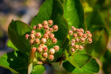 Açılmamış çiçek tomurcuklarının sıcak güneş ışığında parlak yeşil yaprakları olan bir bahar çalısı üzerinde yakın plan çekimi. Makro doğa sahnesi baharın başlarında gelişen çiçekleri ve taze yaprakları gösteriyor..