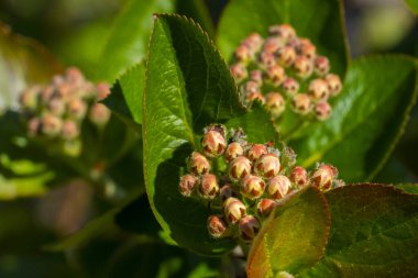 Aronia (siyah boğaz üzümü) bitkisi açılmamış çiçek tomurcukları ve bahar güneşinde parlak yeşil yapraklar ile. Aronia melanocarpa çalılarının yakın çekim makrosu çiçek açmaya hazırlanıyor.