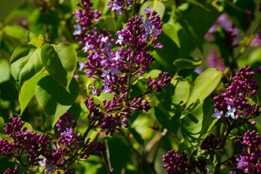Mor çiçek tomurcukları ve bahar güneşinde çiçek açan leylak dalları. Yeşil yaprakları ve yumuşak doğal arkaplanı olan güzel kokulu leylak çiçeklerinin yakın çekimi.