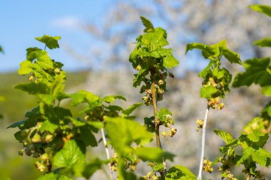 Küçük bahar çiçekleri ve güneş ışığında taze yeşil yapraklı frenk üzümü dalı. Çiçek açan Ribes bitkisinin yakın plan fotoğrafı. Bahçede taze yeşillikler ve yumuşak doğal arka plan..