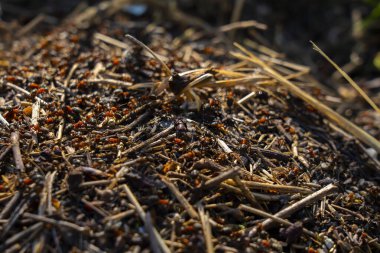 Karınca yuvalarının yakınındaki bir orman zemininde çalışan büyük bir grup kırmızı odun karınca. Yakın çekim vahşi yaşam sahnesi karıncaların yiyecek taşıdığını ve yuvalarını kuru ot ve dalların arasına kurduğunu gösteriyor..