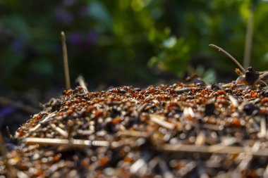 Karınca yuvalarının yakınındaki bir orman zemininde çalışan büyük bir grup kırmızı odun karınca. Yakın çekim vahşi yaşam sahnesi karıncaların yiyecek taşıdığını ve yuvalarını kuru ot ve dalların arasına kurduğunu gösteriyor..