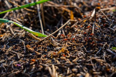 Karınca yuvalarının yakınındaki bir orman zemininde çalışan büyük bir grup kırmızı odun karınca. Yakın çekim vahşi yaşam sahnesi karıncaların yiyecek taşıdığını ve yuvalarını kuru ot ve dalların arasına kurduğunu gösteriyor..