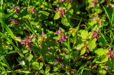 Bahar güneşinde yeşil çimlerin arasında açan mor, ölü, kır çiçekleri. Lamium Purpureum zemin kaplamasının doğal yakın plan küçük pembe-mor çiçekler ve taze yapraklarla.