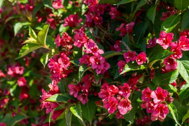 Çiçekli buğday çiçekleri ve yeşil yapraklı parlak güneş ışığı, doğal bahar bahçesi arka planı.