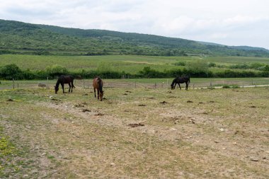 Yeşil tepeleri ve bulutlu gökyüzü olan geniş bir kırsal çayırda otlayan atlar, doğal tarım manzaralı huzurlu kırsal alanlar..