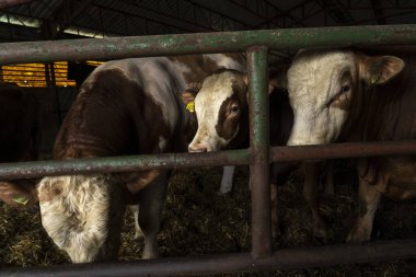 Bir ahırın içindeki metal rayların arkasında duran birkaç sığır saman döşeme ve çiftlik hayvanlarının dinlendiği köy hayvanlarını gösteriyor..