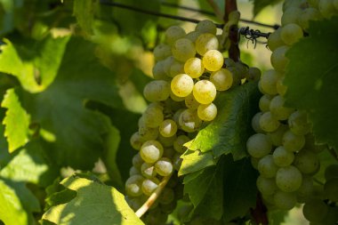 Olgun yeşil üzümler bir üzüm bağında asılı, güneş ışığında meyve kümeleri yaprakların arasında yaz şarabı yetişiyor..