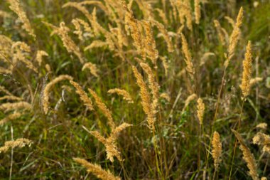 Çayırdaki kuru yabani otları kapatın. Yumuşak doğal arka planda, ılık güneş ışığında parlayan..