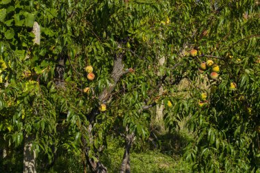 Olgun meyveli şeftali ağacı, yeşil yapraklar ve doğal bitki örtüsüyle çevrili güneşli meyve bahçesinde yetişiyor..